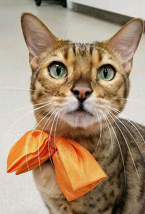 Raja