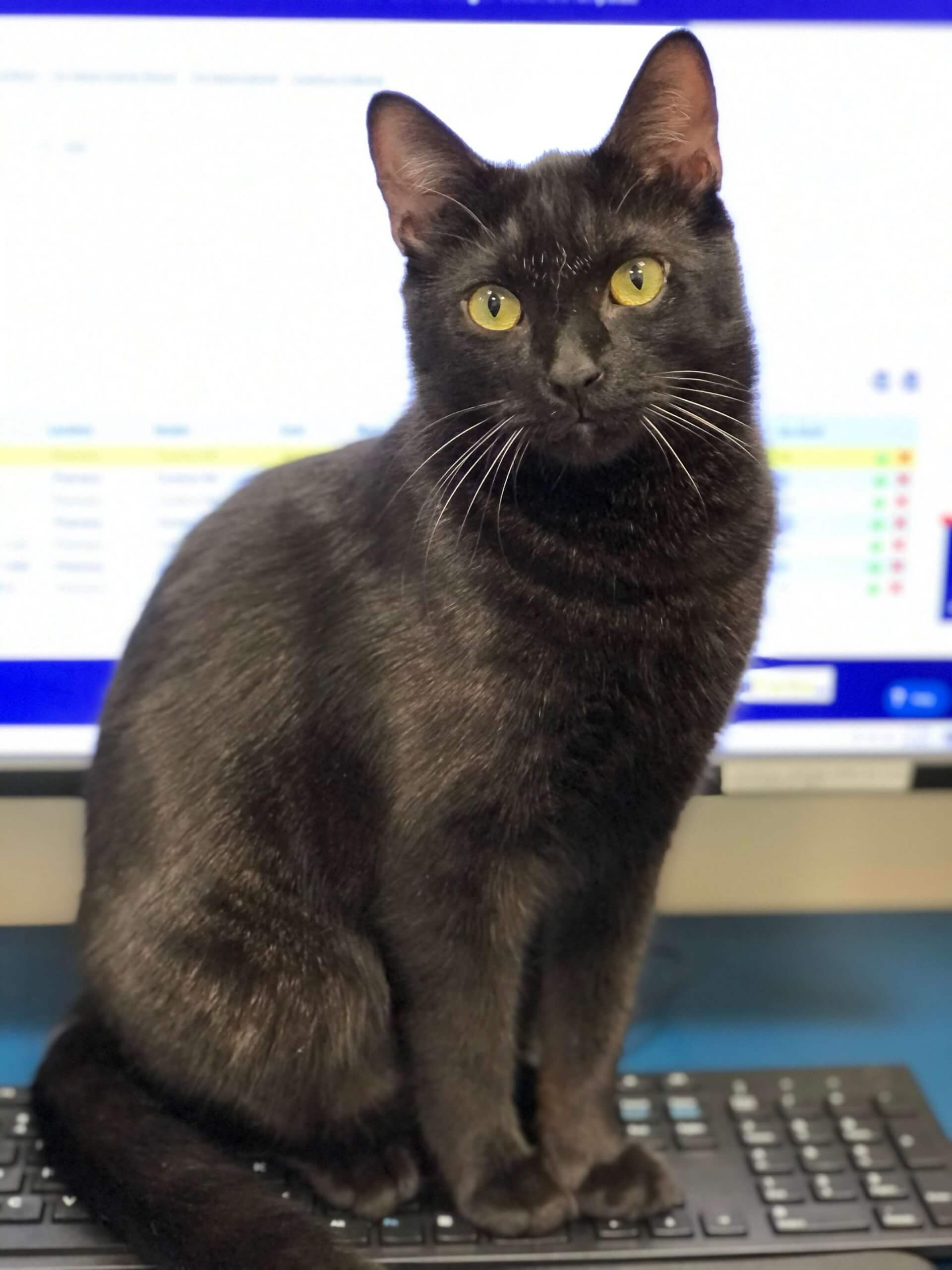 Captain (Cat)